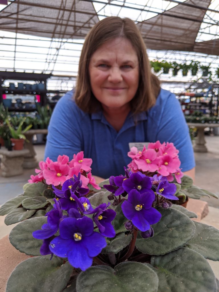 African shop violet plant