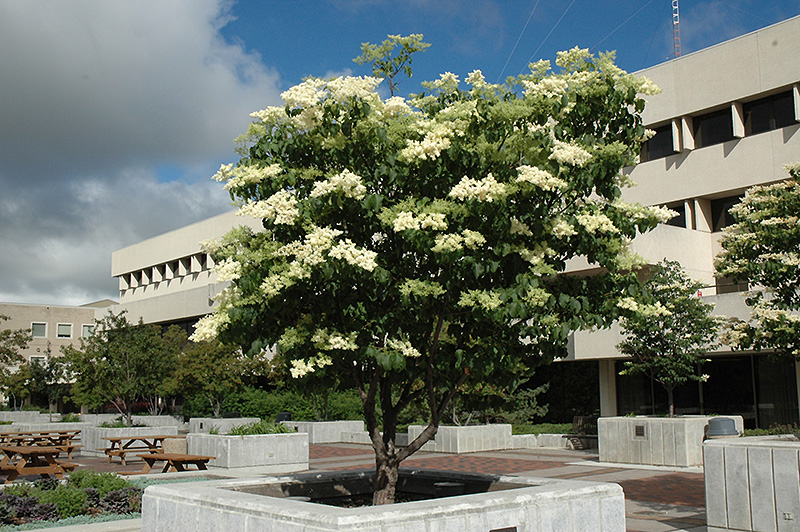 BLOG, IVORY SILK JAPANESE LILAC, TREE