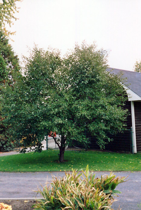 BLOG MONTMERENCY CHERRY, TREE