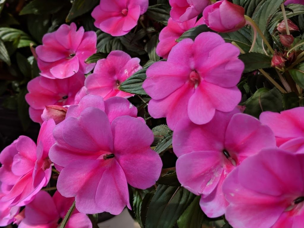 Why We Love Hanging Baskets