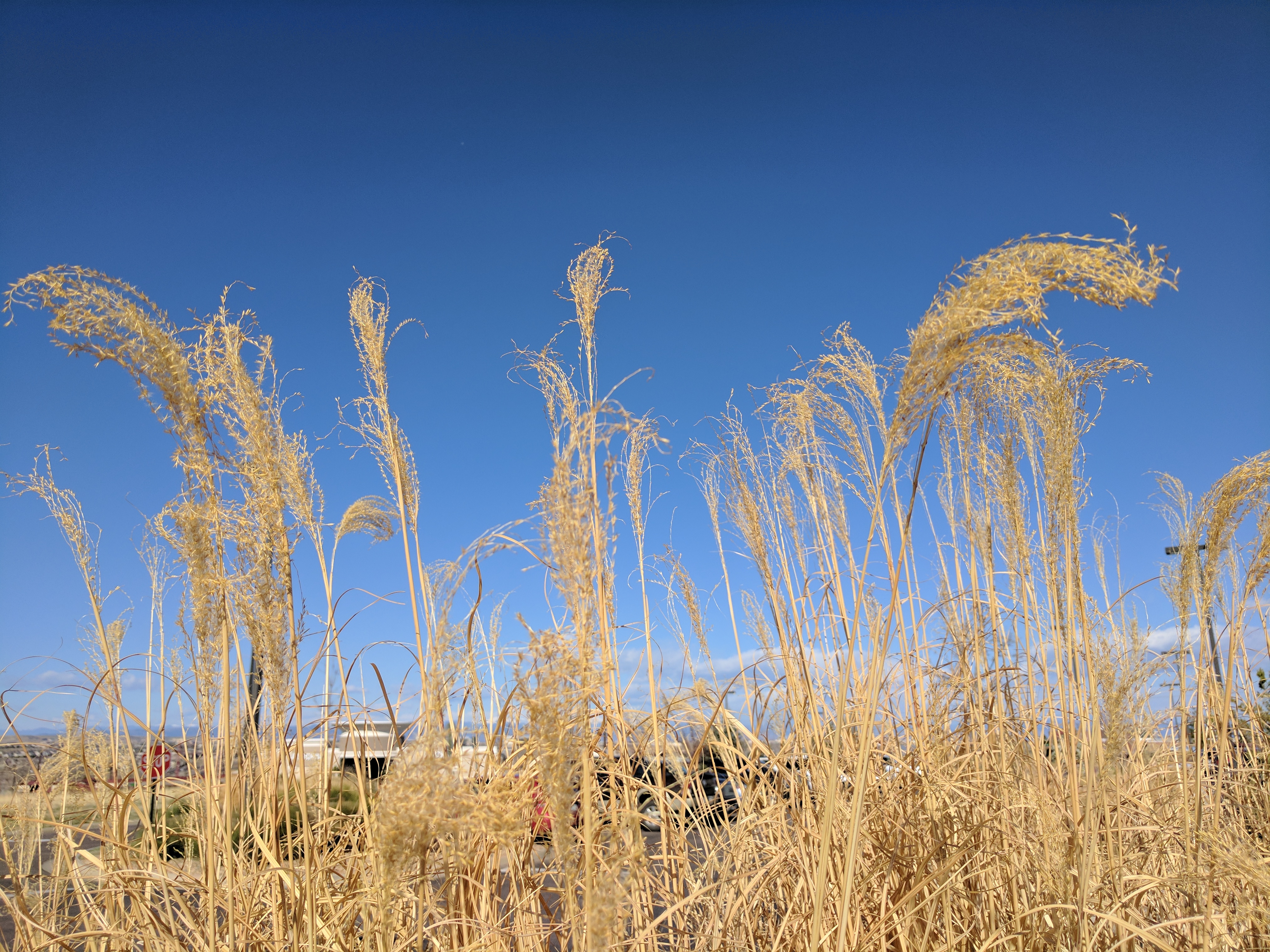 ORNAMENTAL GRASS, SEED HEADS