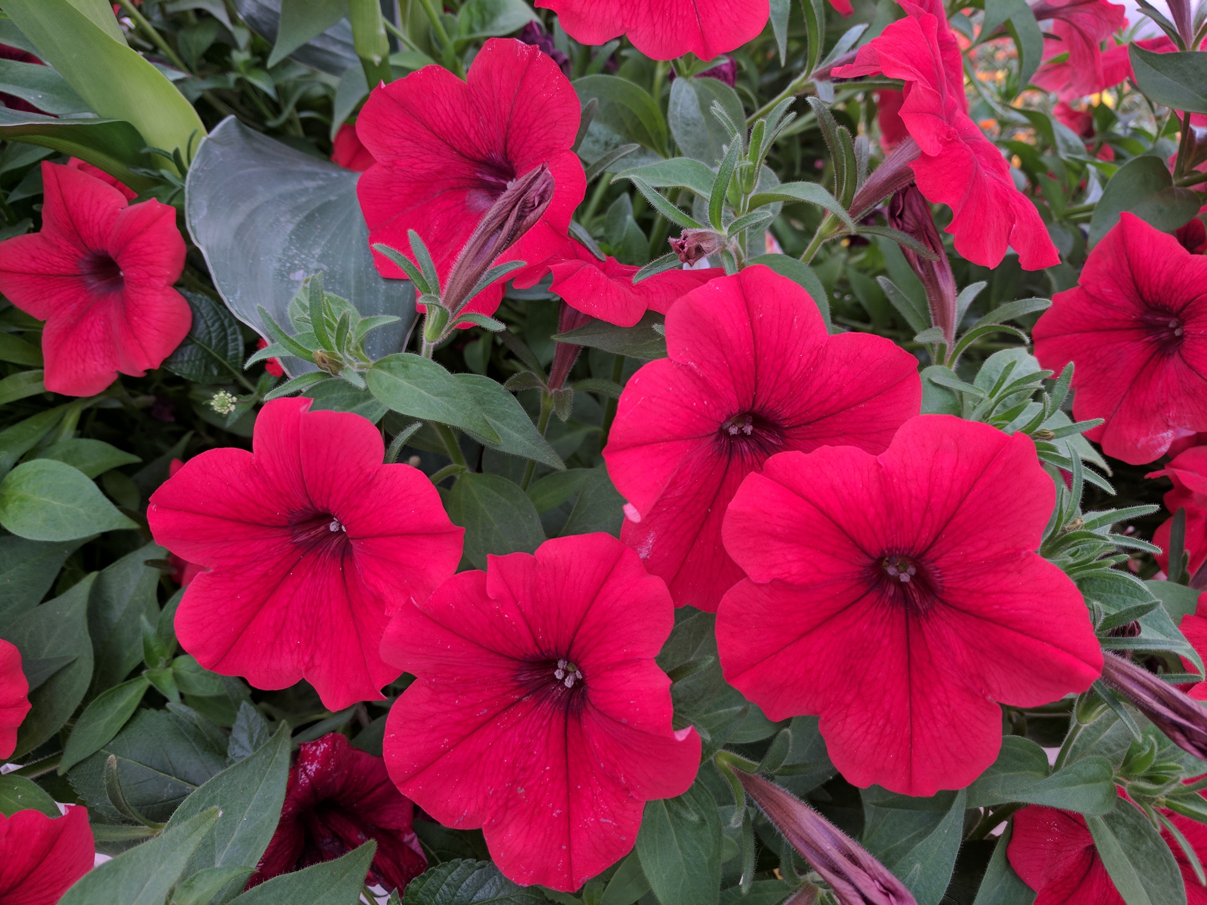 PETUNIA, RED AND DK. RED