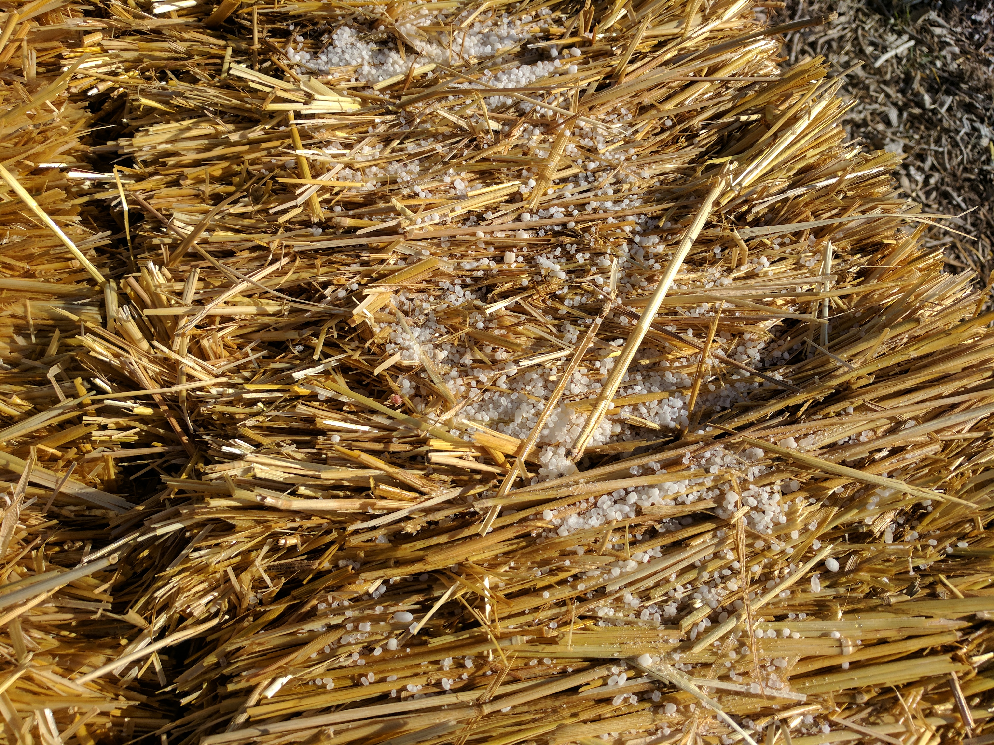 STRAW BALE, W FERT SHOWING