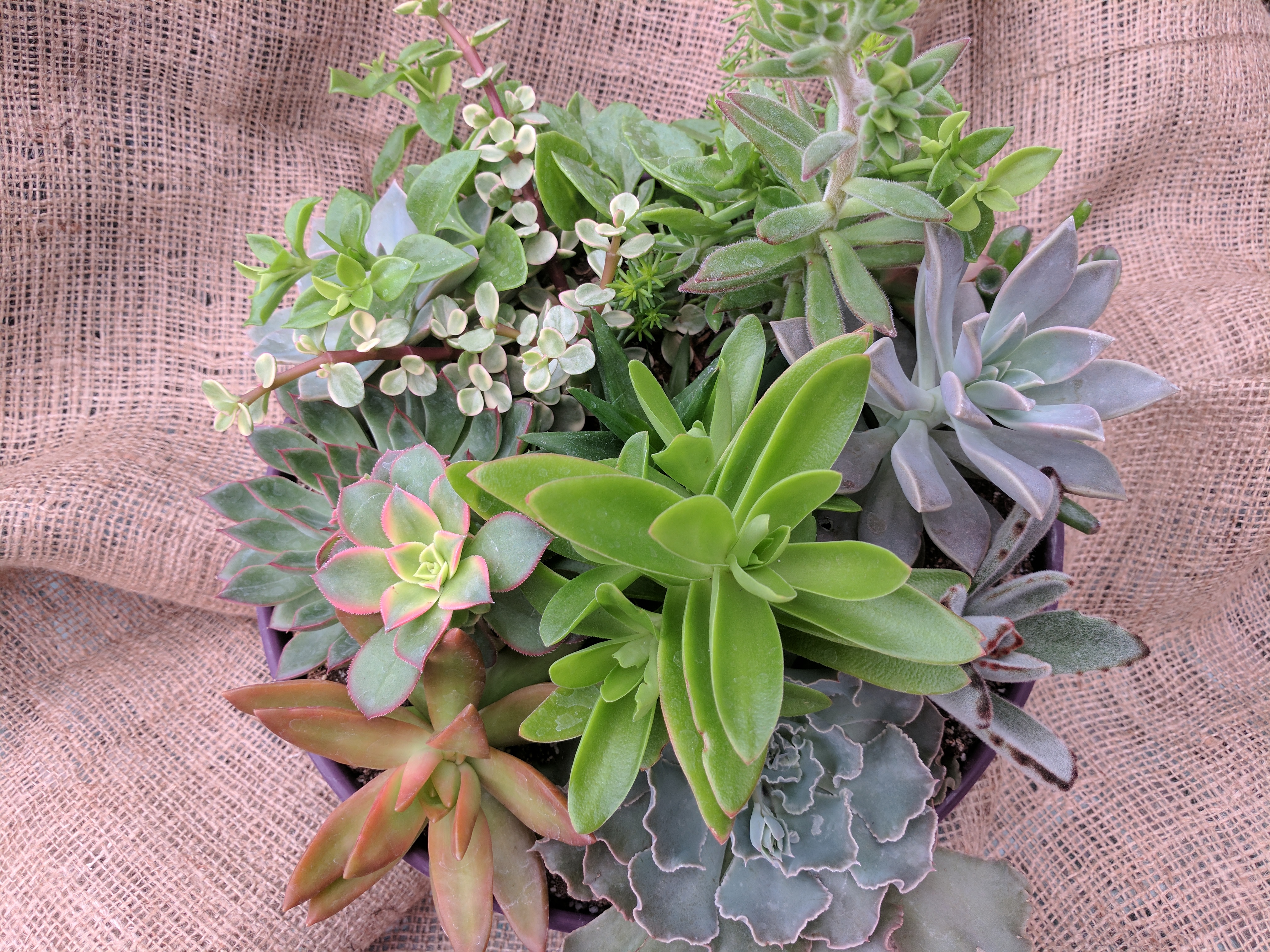 SUCCULENTS, DISH GARDEN (4)