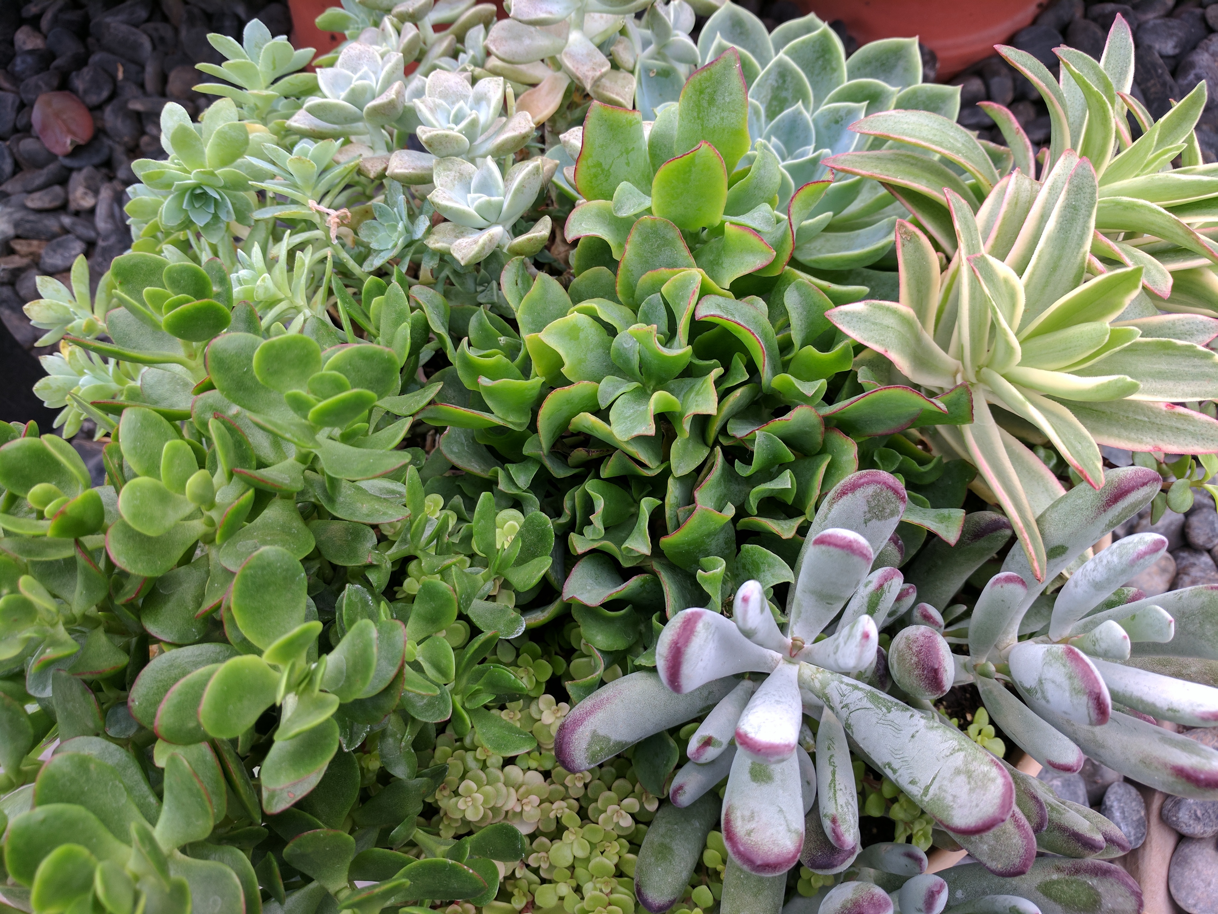 SUCCULENTS, DISH GARDEN (5)