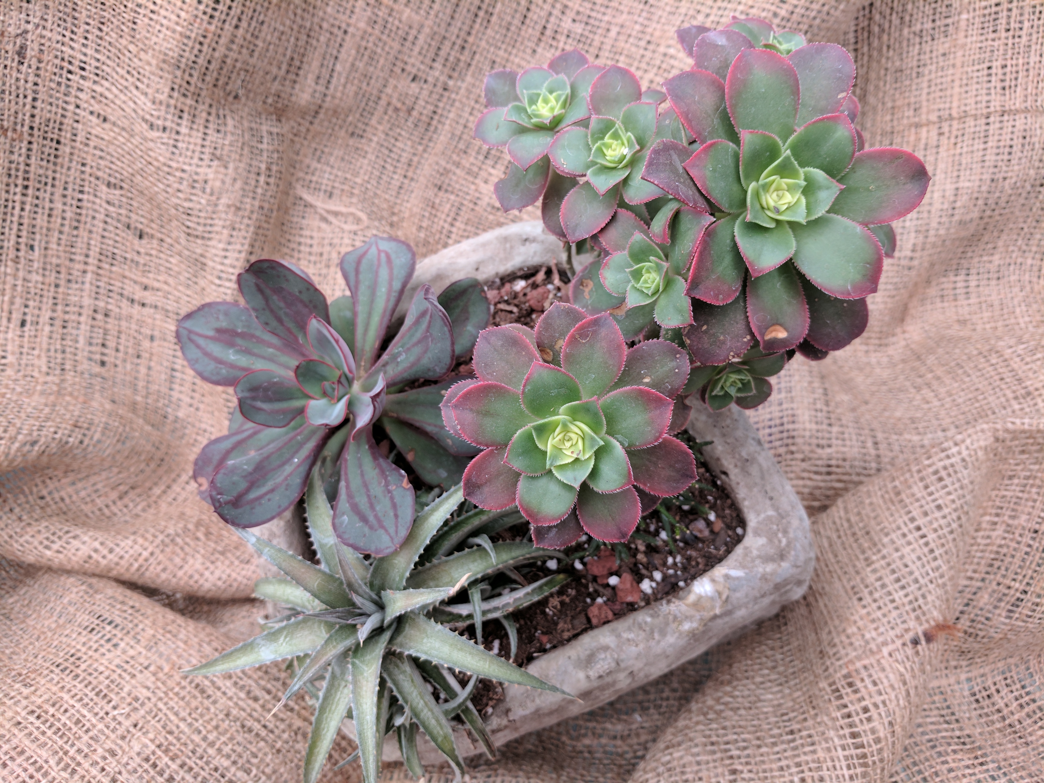 SUCCULENTS, DISH GARDEN