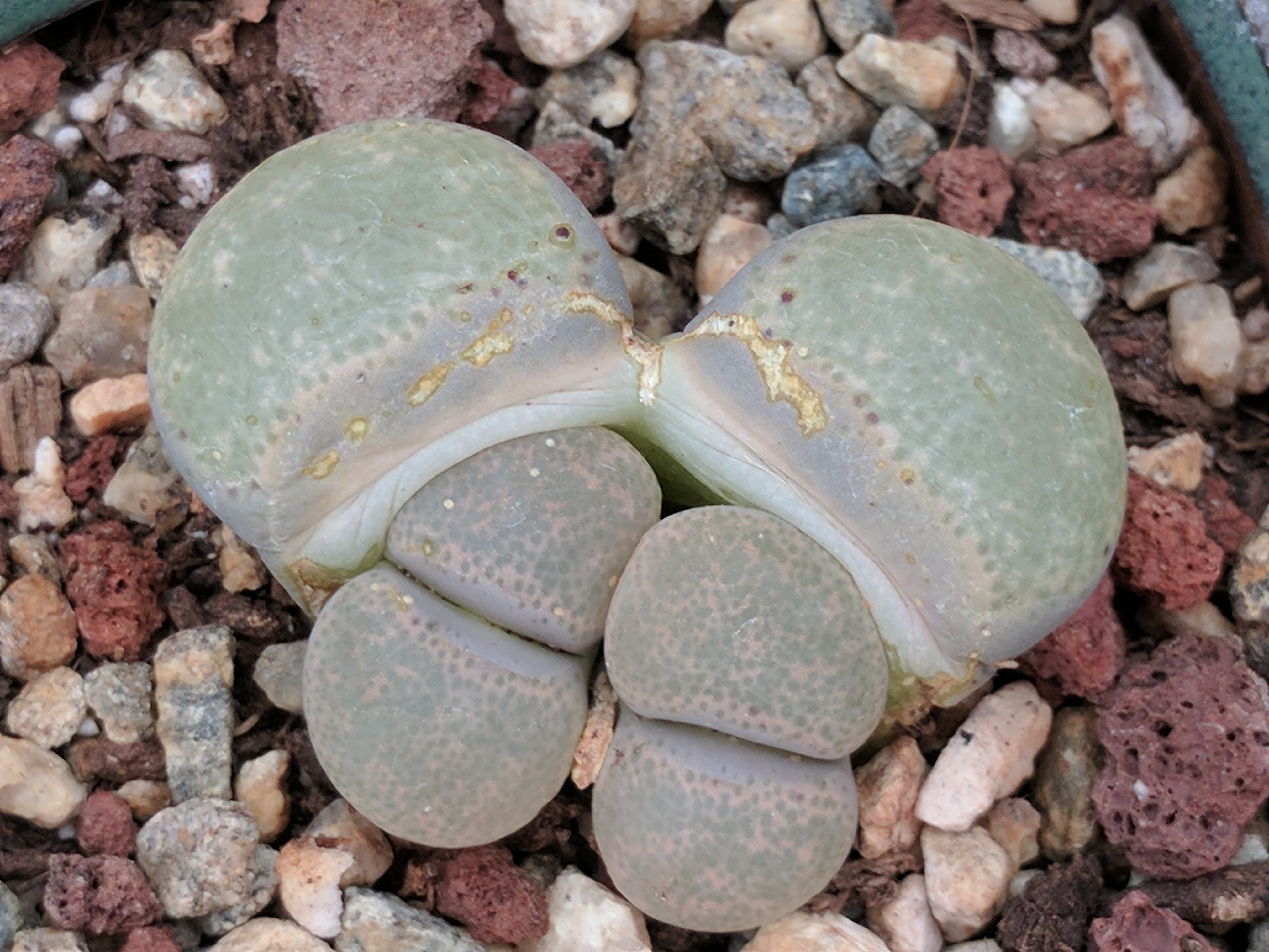 SUCCULENTS, LIVING STONES