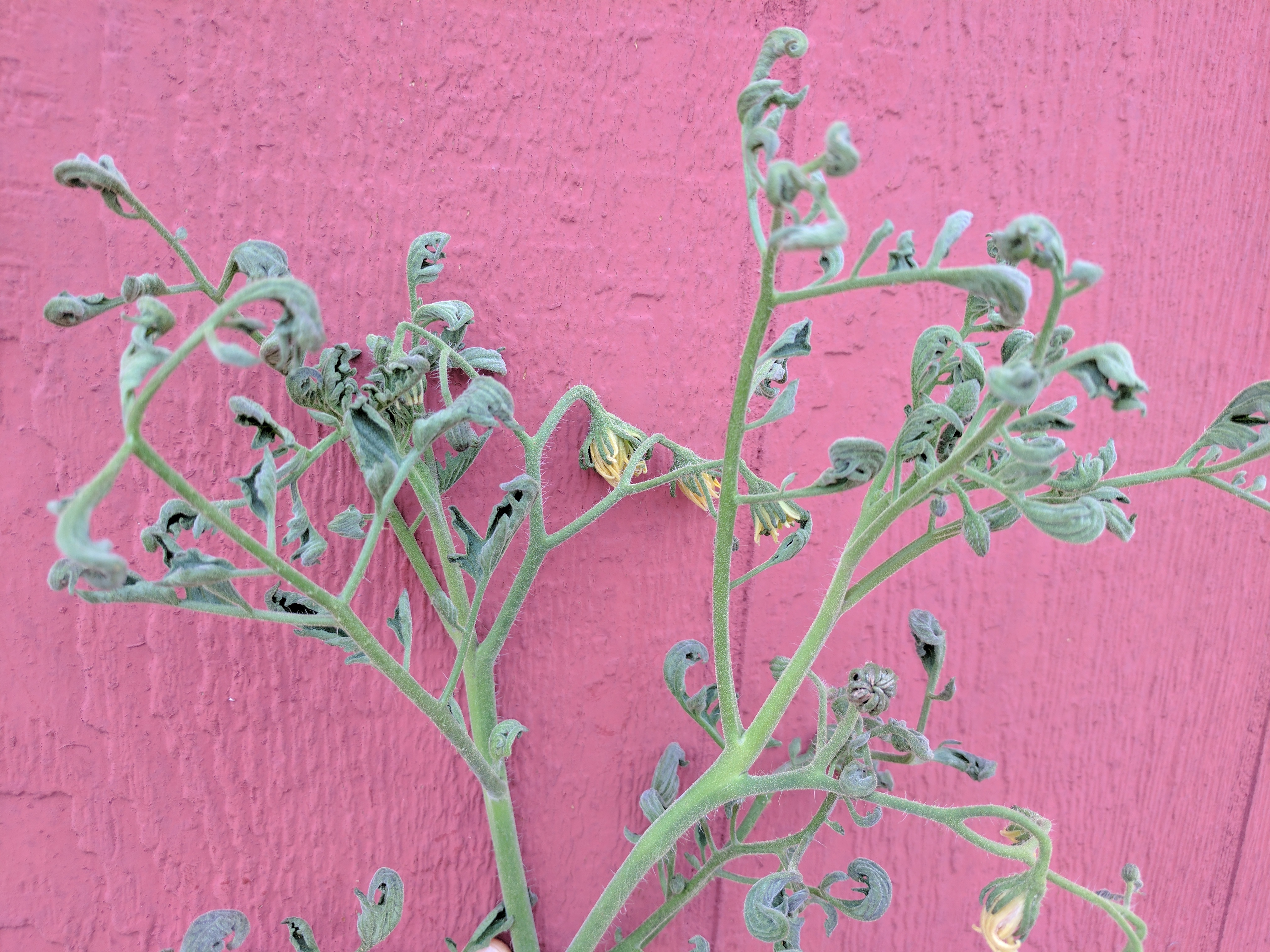 TOMATO, HERBICIDE DAMAGE