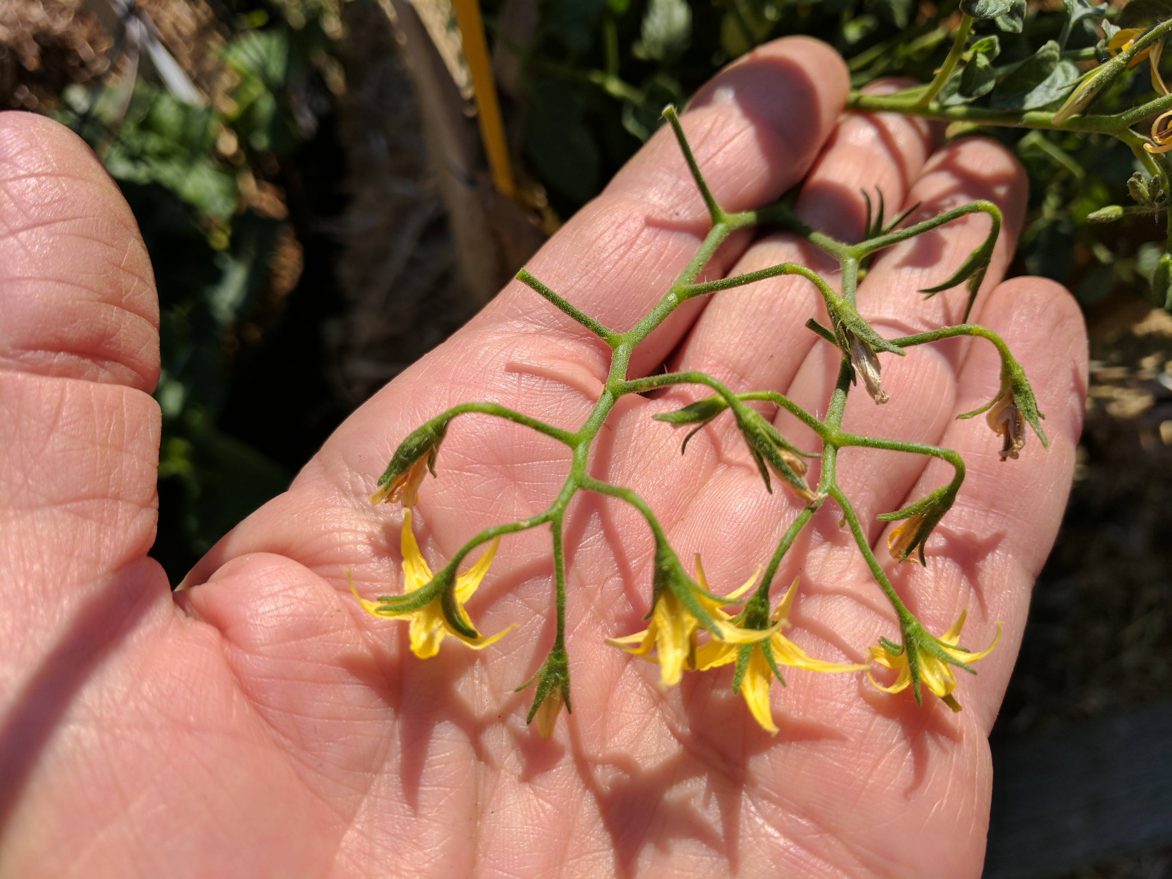 TOMATO W BLOSSOM DROP