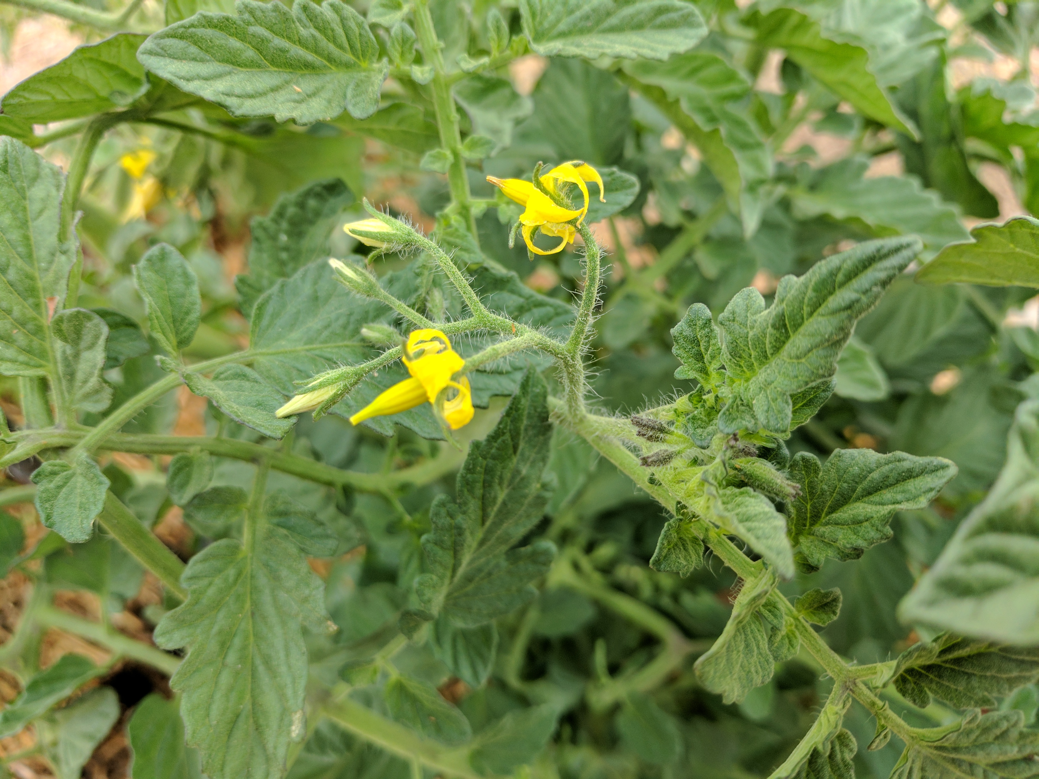 TOMATO W BLOSSOMS, HEALTHY (2)