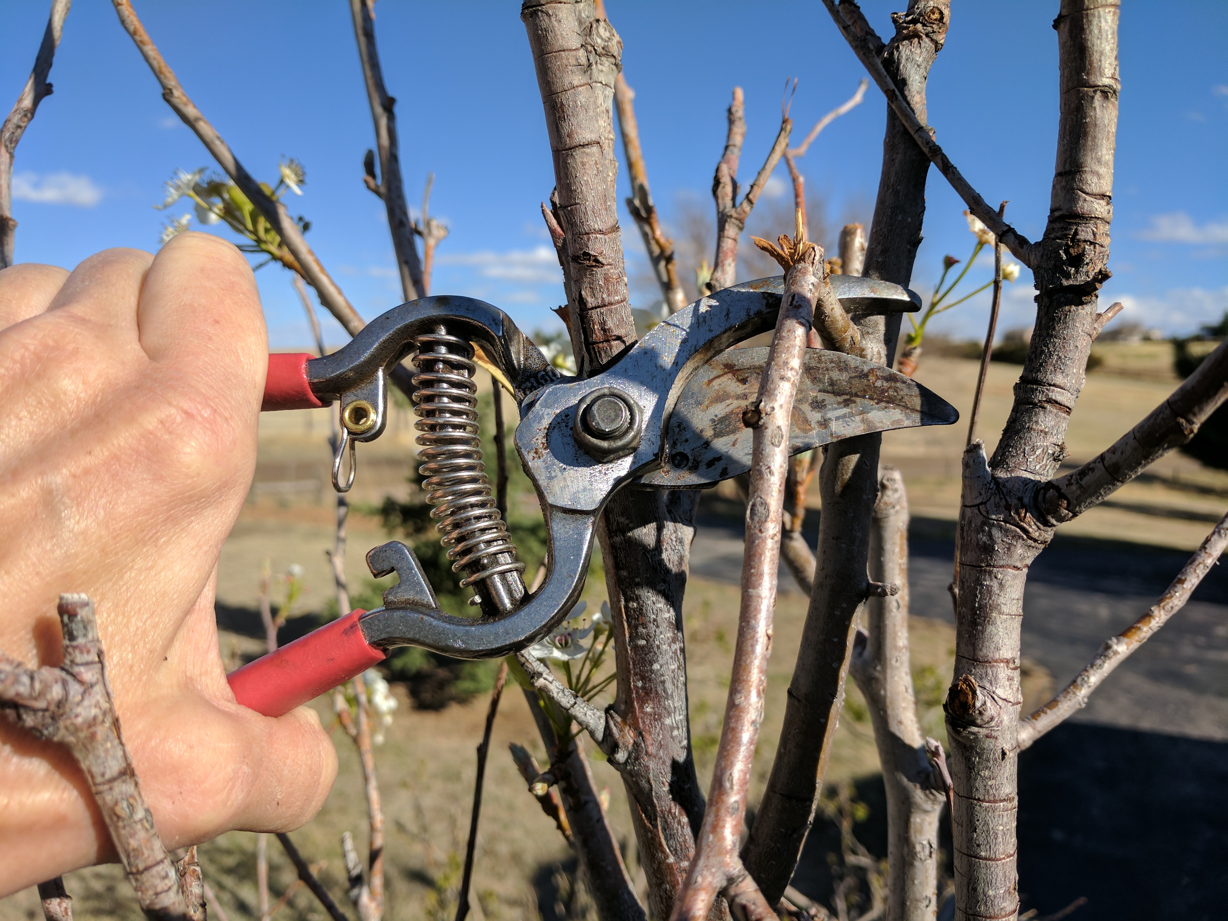 TREE LIMB, BROKEN, PRUNERS