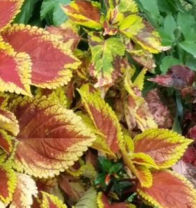 COLEUS, CU, LU'S POTS