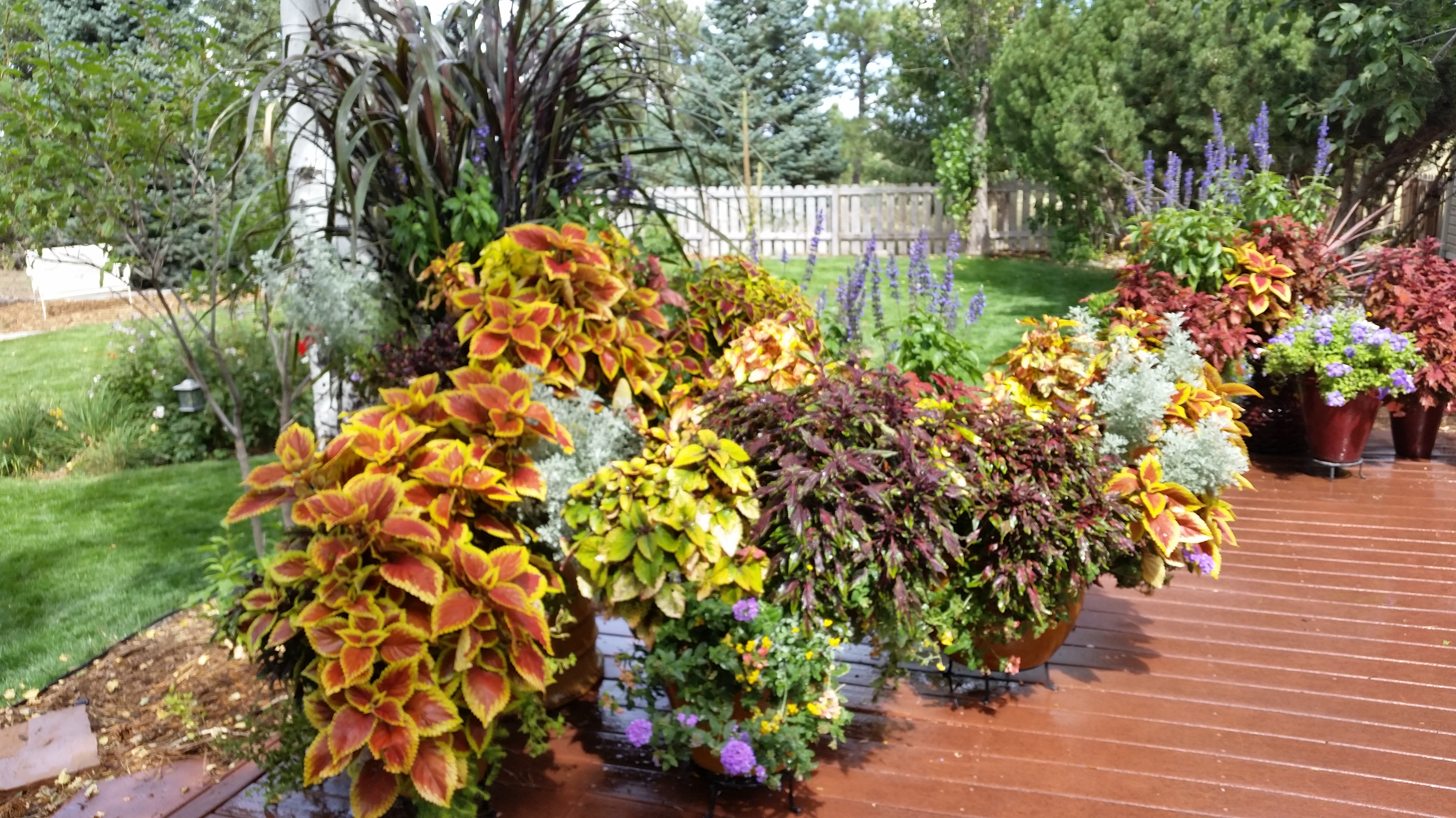 Image of Coleus and lavender plants