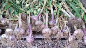 GARLIC, HARVEST