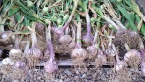 GARLIC, HARVEST