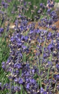 LAVENDER, LU'S GARDEN