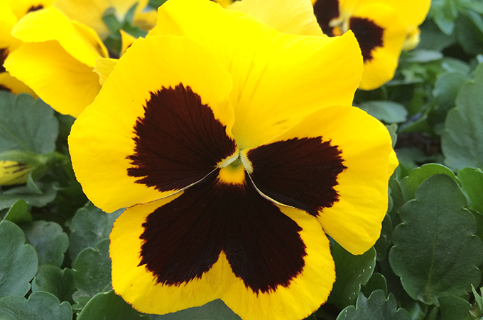 denver colorado pansies pansy yellow face close up