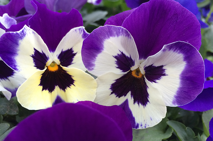 denver colorado pansies two purple close up