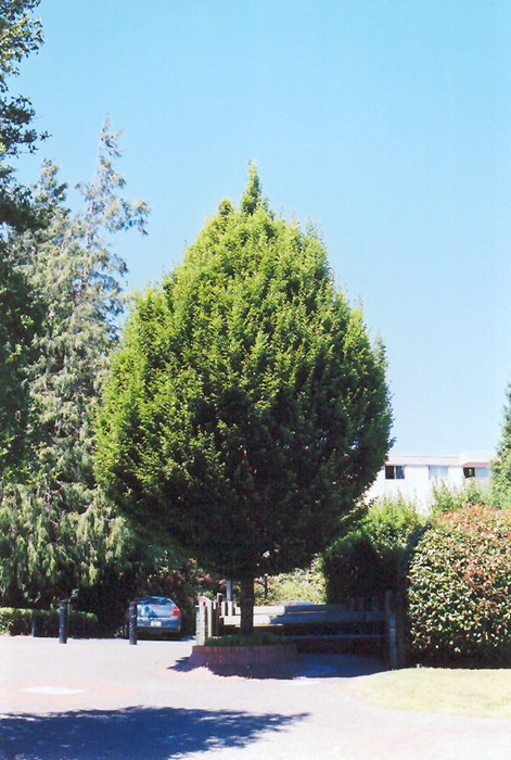 American Hornbeam at Tagawa Gardens, Denver