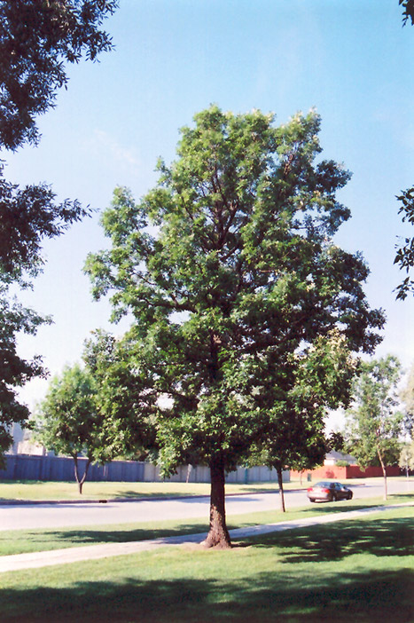 Burr Oak at Tagawa Gardens. Denver