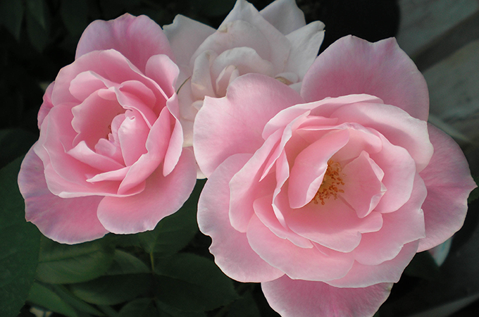 Growing Roses, Denver, Colorado, Tagawa Gardens