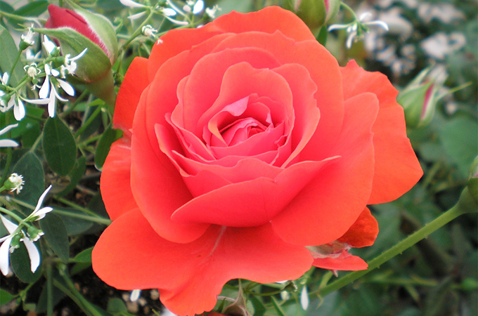Growing Roses in Colorado, Tagawa Gardens
