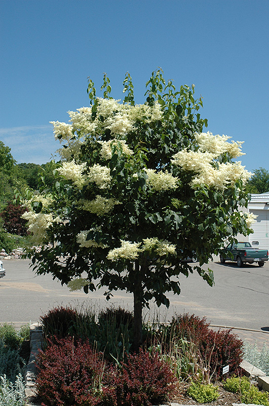 Japanese Tree Lilac at Tagawa Gardens, Denver