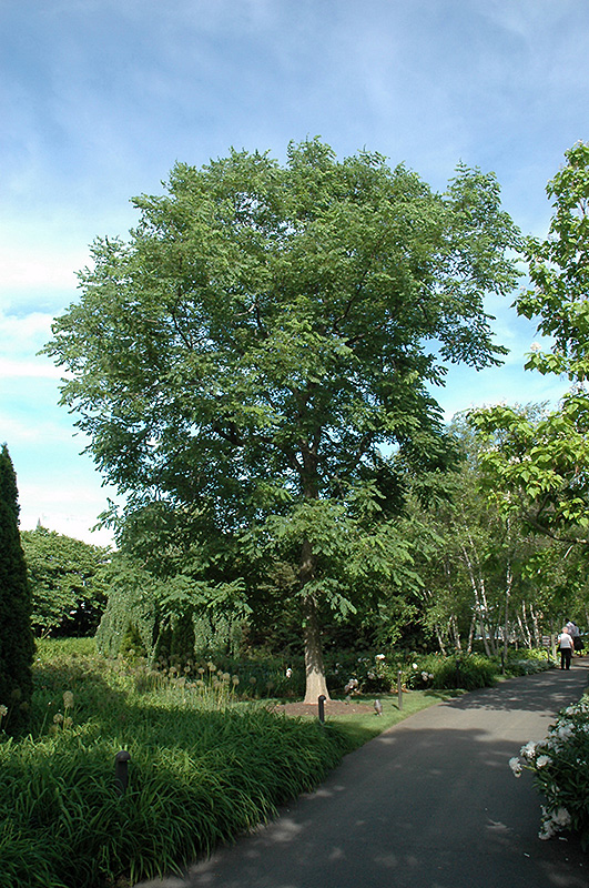 Kentucky Coffee Tree at Tagawa Gardens, Denver