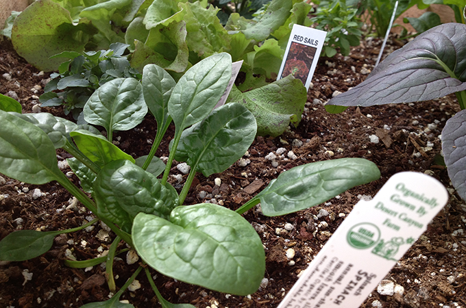 Spinach, vegetable gardening, Tagawa Gardens, Denver