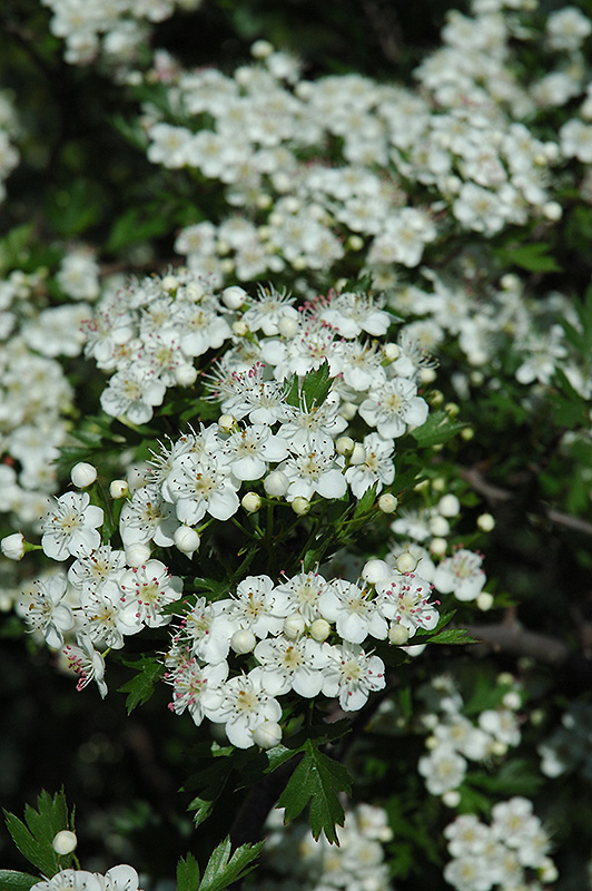 Russian Hawthorn at Tagawa Gardens, Denver