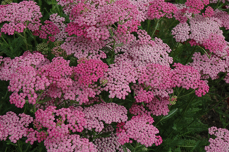 Tagawa Gardens Yarrow