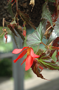 Million Kisses Begonia, Tagawa Gardens, Denver