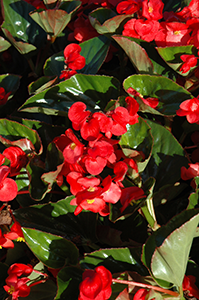 Whopper Begonia, Tagawa Gardens, Denver