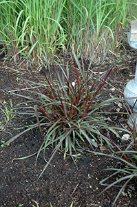 Princess Caroline, Tagawa Gardens, Denver