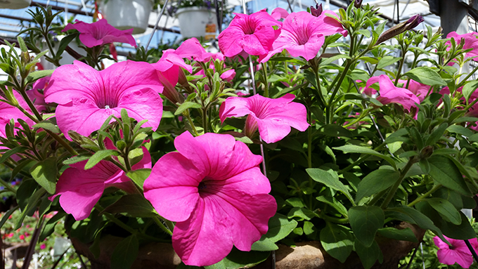 Surfina Brilliant Pink, Tagawa Gardens, Denver