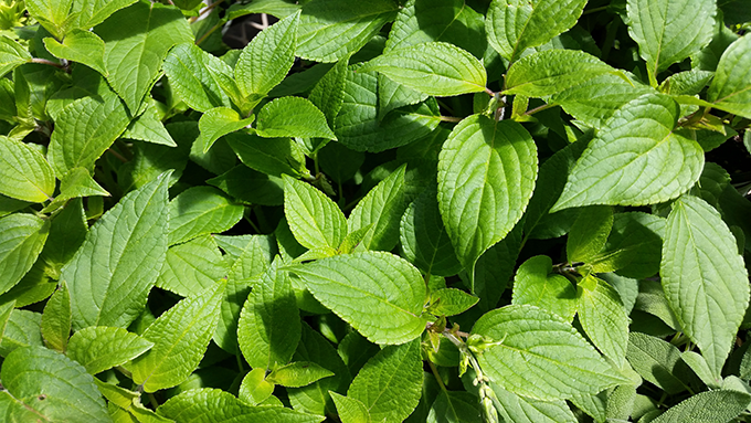 Pineapple Sage, Tagawa Gardens, Denver