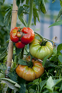 Heirloom tomatoes, Tagawa Gardens