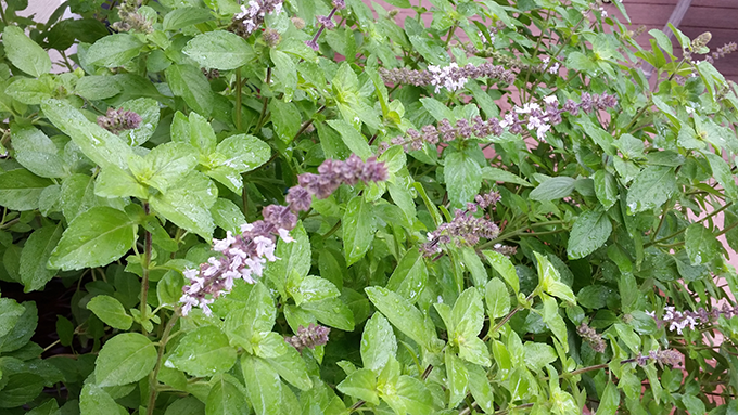 Basil plants at Tagawa Gardens in Denver, Colorado