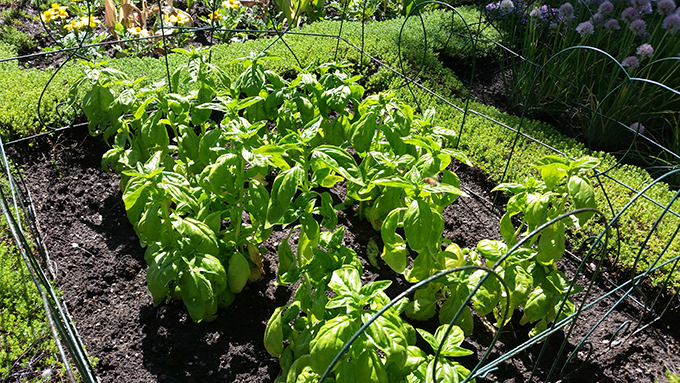 Rob Proctor's Basil plants at Tagawa Gardens in Denver, Colorado