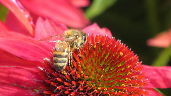 Bee on a Coneflower, Tagawa Gardens, Denver