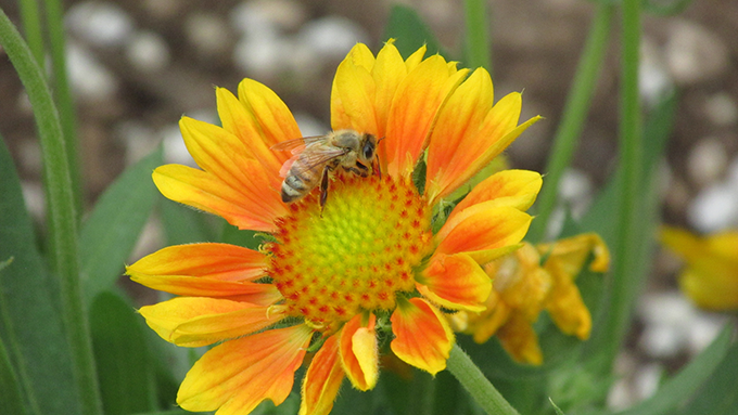 Bee on a Gaillardia, Tagawa Gardens, Denver