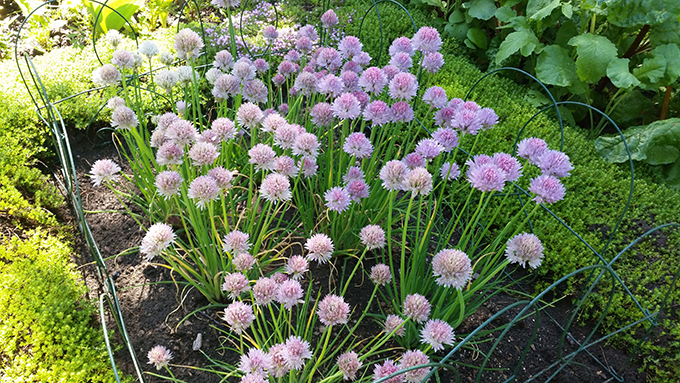 Chive plants at Tagawa Gardens in Denver, Colorado