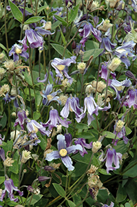 clematis bush tagawa gardens denver