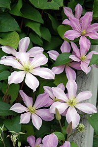 clematis comtesse be bouchaud tagawa gardens denver