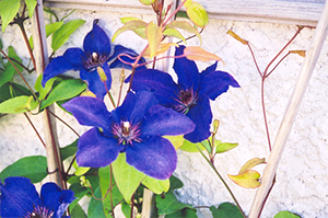 clematis jackman tagawa gardens denver