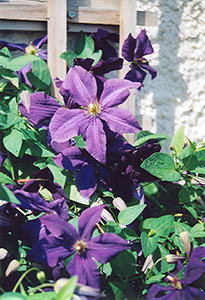 clematis polish spirit tagawa gardens denver