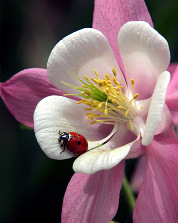 Columbine and ladybug at Tagawa Gardens, Denver, Colorado