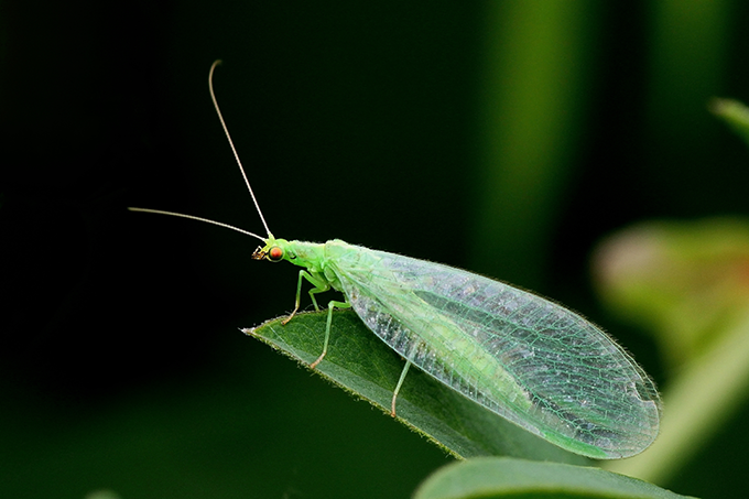 Green Lacewing insect at Tagawa Gardens Denver Colorado