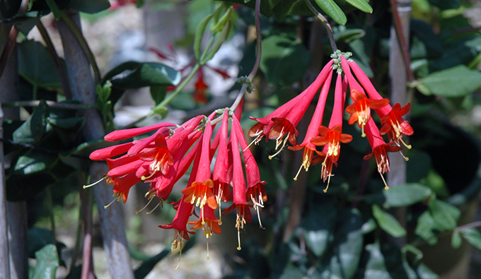 honeysuckle major wheeler tagawa gardens denver 