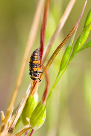 Ladybug larba at Tagawa Gardens, Denver, Colorado